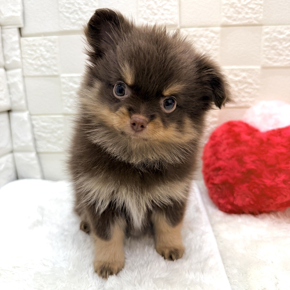 ハーフ犬女の子の写真