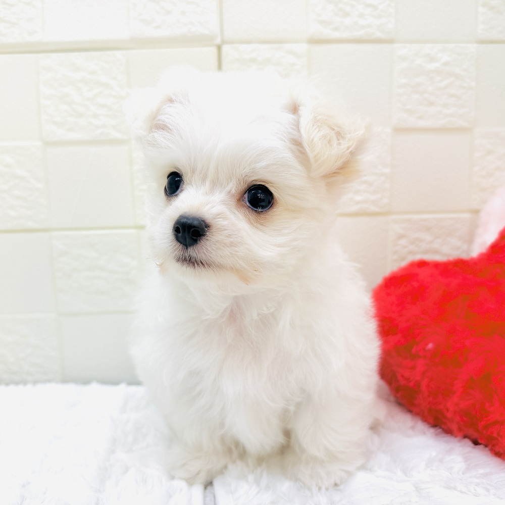 愛知県のチワマル/マルチワ(チワワ×マルチーズ) (犬の家＆猫の里アミーゴ神の倉店/2026年2月27日生まれ/男の子/クリームホワイト)の子犬の3枚目の画像