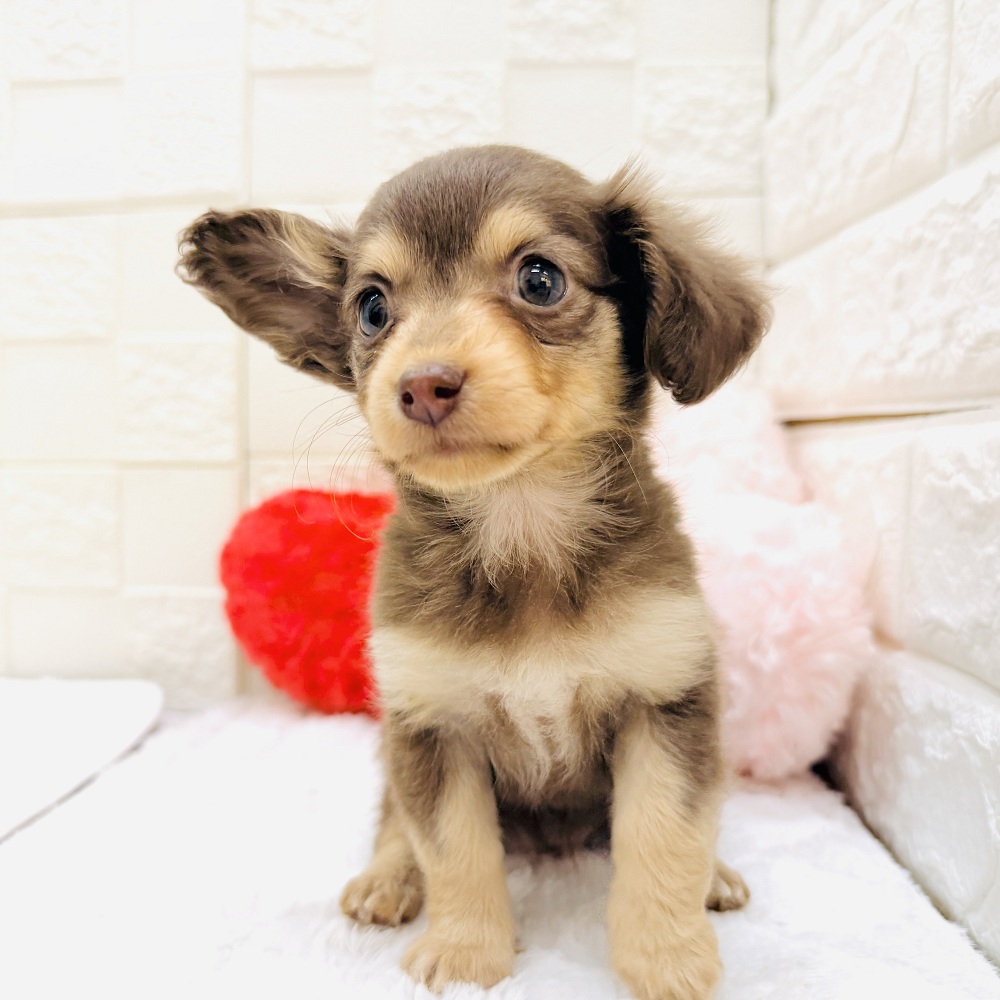 チワックス(チワワ×ダックス)(チョコレートタン)の子犬を価格や特徴で
