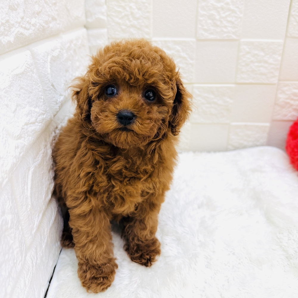 愛知県のトイプードル(トイ) (犬の家＆猫の里アミーゴ神の倉店/2026年2月27日生まれ/女の子/レッド)の子犬の3枚目の画像