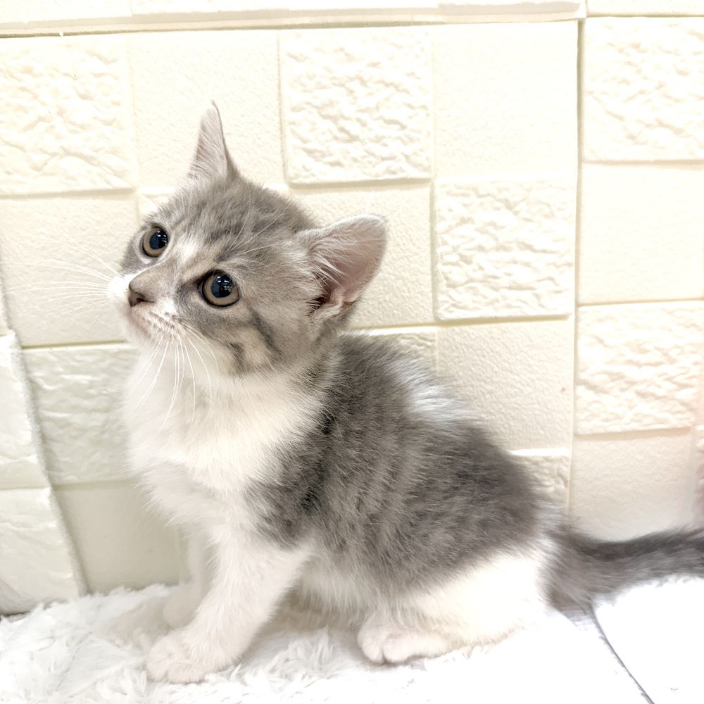 愛知県のマンチカン (犬の家＆猫の里アミーゴ神の倉店/2026年2月22日生まれ/女の子/ブルータビーホワイト)の子猫の3枚目の画像