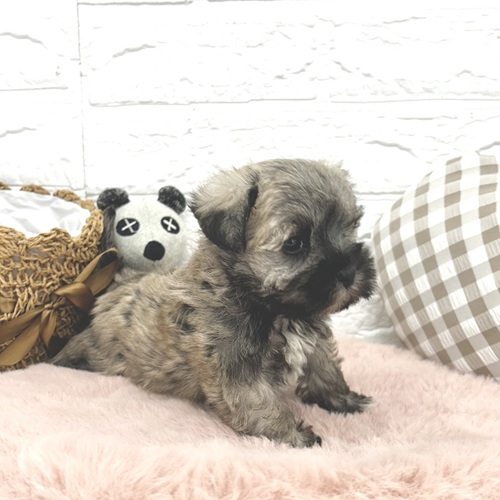 愛知県のシュナマル/マルシュナ(シュナウザー×マルチーズ) (犬の家＆猫の里豊川インター店/2026年3月3日生まれ/女の子/ソルトペッパー)の子犬の3枚目の画像