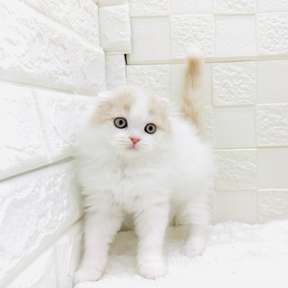 愛知県のスコティッシュフォールド (犬の家＆猫の里アミーゴ神の倉店/2026年3月4日生まれ/男の子/クリームタビーホワイト)の子猫の3枚目の画像