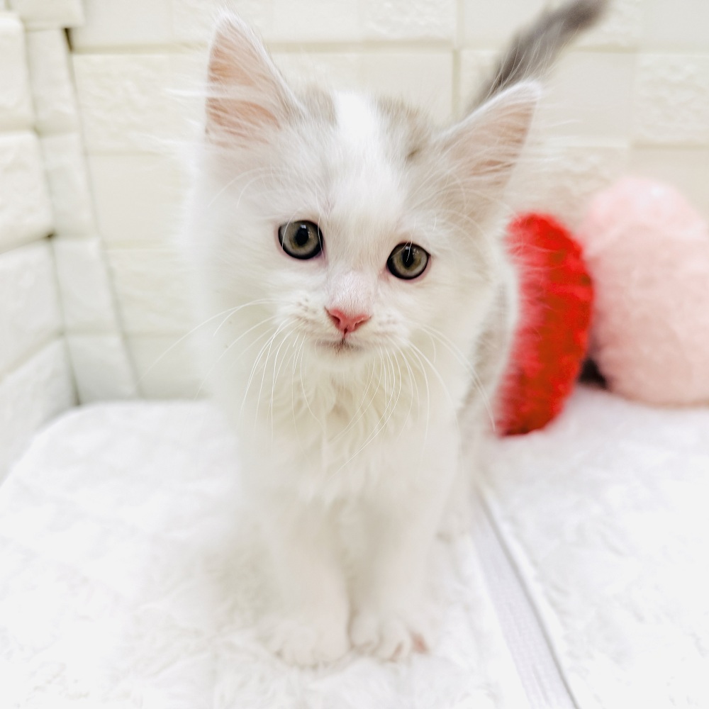愛知県のマンチカン (犬の家＆猫の里アミーゴ神の倉店/2026年3月19日生まれ/男の子/シルバータビーホワイト)の子猫の3枚目の画像