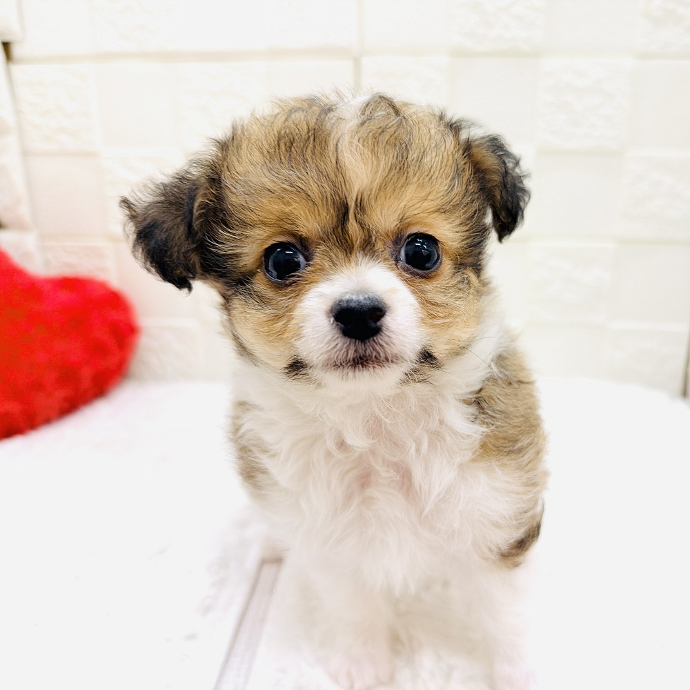 ハーフ犬男の子の写真