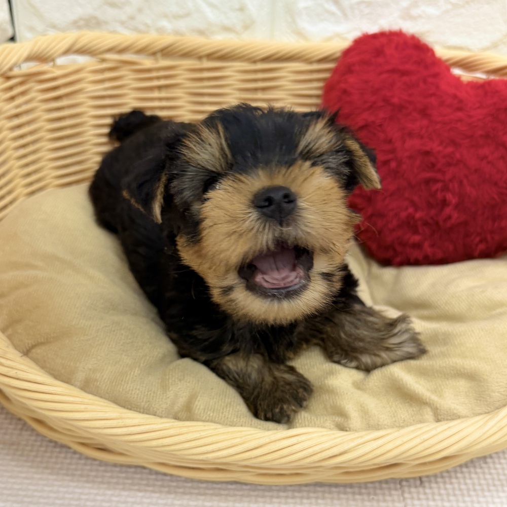 愛知県のヨークシャーテリア (犬の家＆猫の里MEGAドン・キホーテ東海名和店/2026年4月17日生まれ/男の子/スチールブルータン)の子犬の3枚目の画像