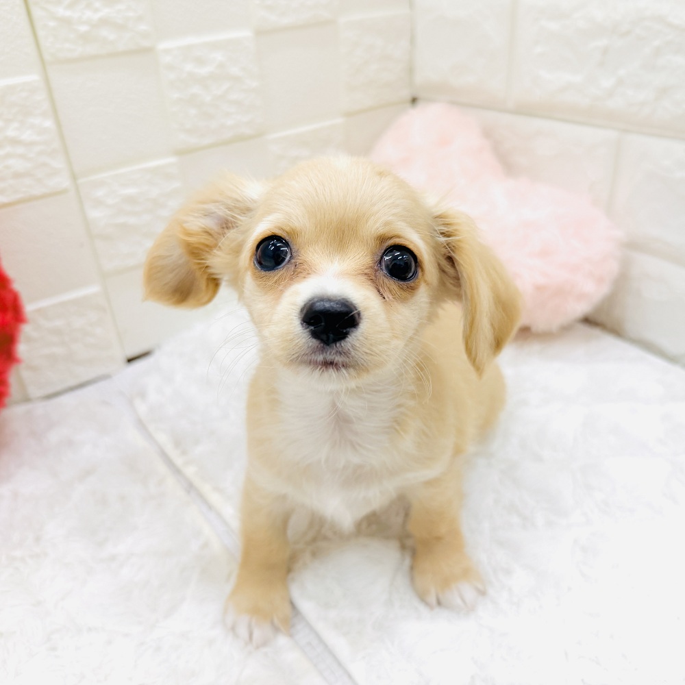 愛知県のチワックス(チワワ×ダックス) (犬の家＆猫の里アミーゴ神の倉店/2026年5月1日生まれ/男の子/クリームホワイト)の子犬の3枚目の画像
