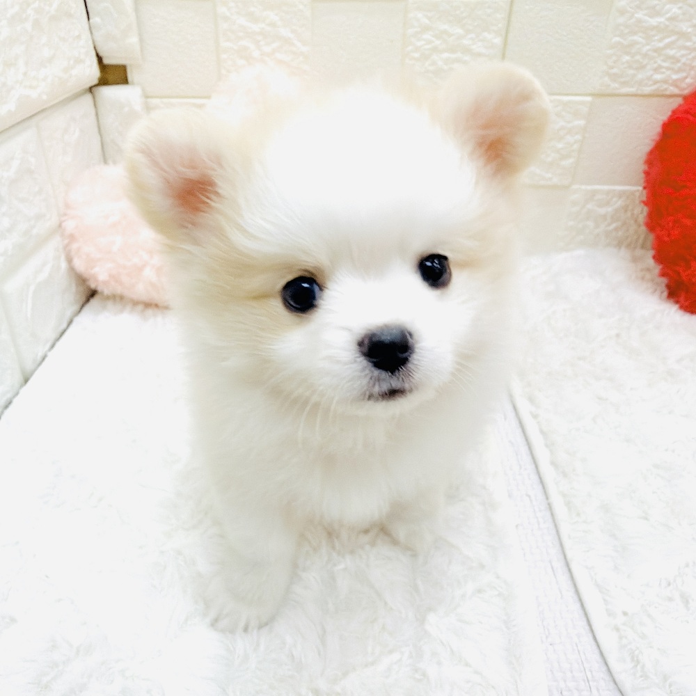 愛知県のポメチワ/チワポメ/ポメチー(ポメラニアン×チワワ) (犬の家＆猫の里アミーゴ神の倉店/2026年5月5日生まれ/女の子/クリームホワイト)の子犬の3枚目の画像