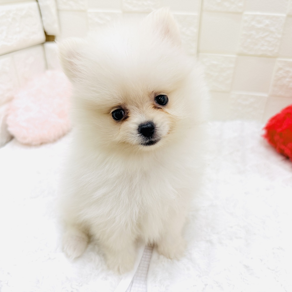 愛知県のポメラニアン (犬の家＆猫の里アミーゴ神の倉店/2026年5月5日生まれ/男の子/ホワイト)の子犬の3枚目の画像