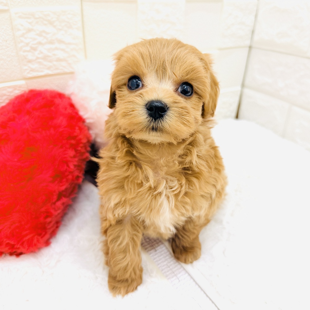 愛知県のマルプー(マルチーズ×プードル) (犬の家＆猫の里アミーゴ神の倉店/2026年5月17日生まれ/男の子/アプリコット)の子犬の3枚目の画像