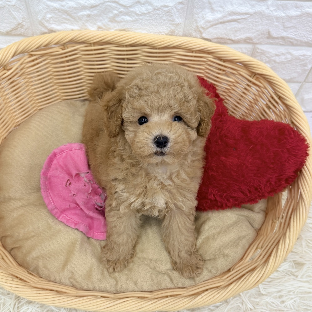 愛知県のトイプードル(トイ) (犬の家＆猫の里MEGAドン・キホーテ東海名和店/2026年5月18日生まれ/女の子/オレンジフォーン)の子犬の3枚目の画像
