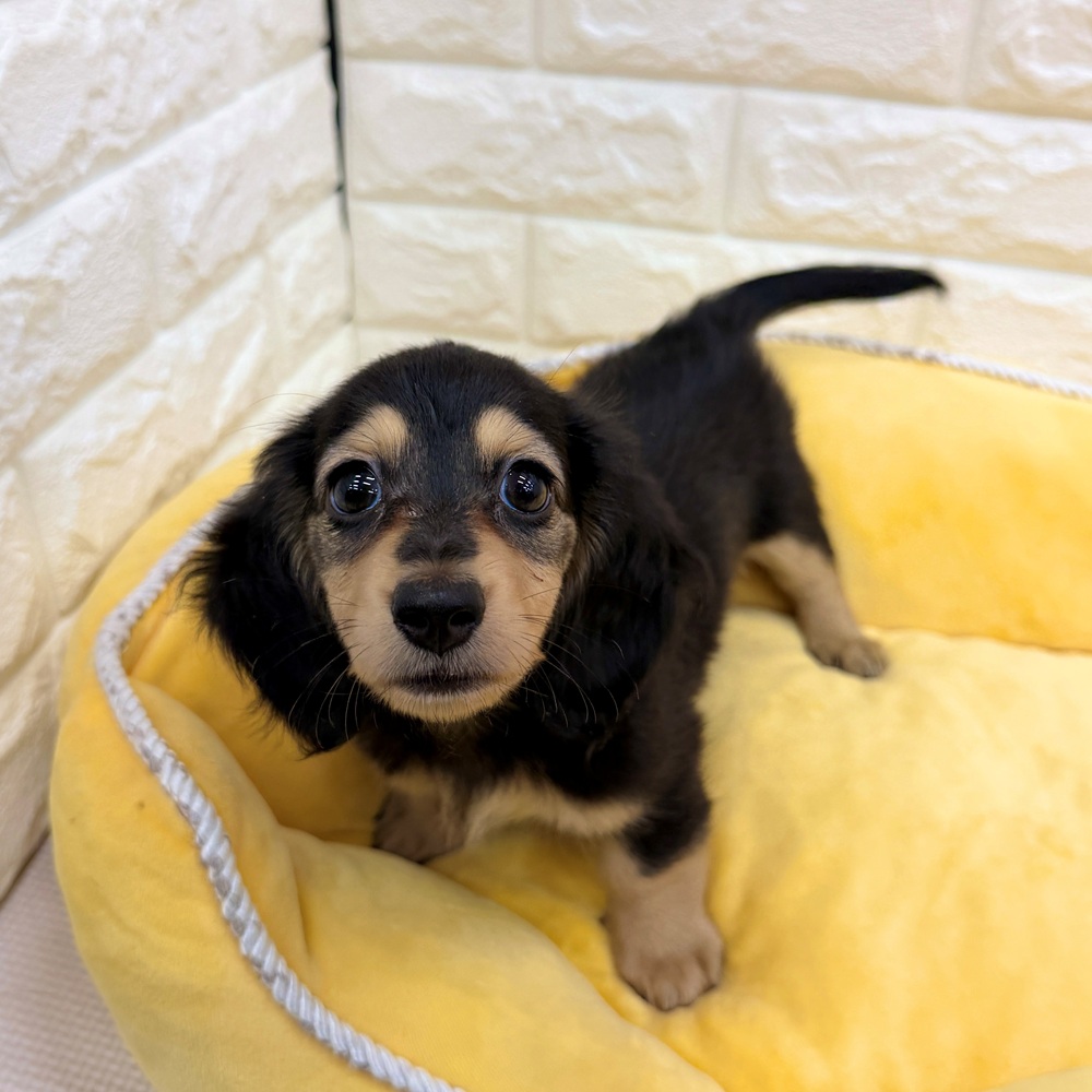 愛知県のミニチュアダックスフンド(ロング) (犬の家＆猫の里MEGAドン・キホーテ東海名和店/2026年5月26日生まれ/男の子/ブラッククリーム)の子犬の3枚目の画像