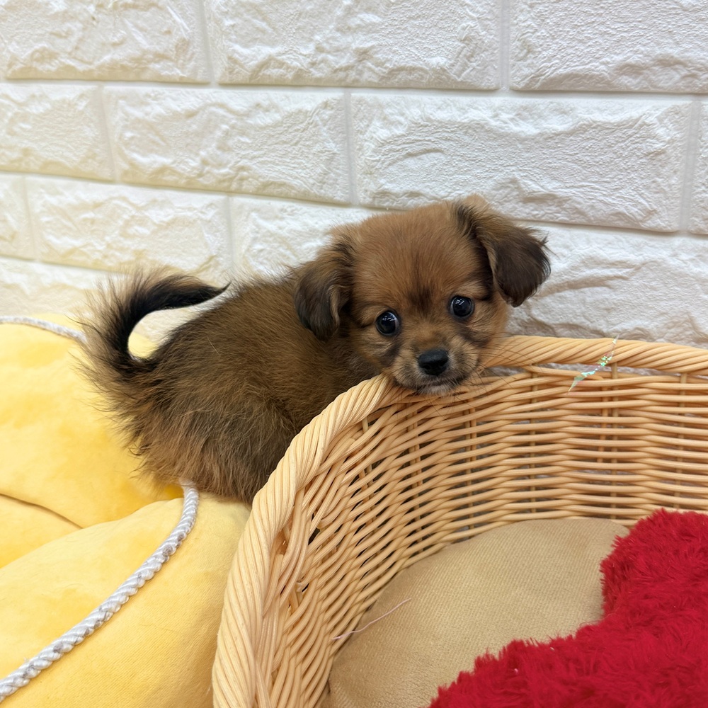 愛知県のハーフ犬・ミックス犬 (犬の家＆猫の里MEGAドン・キホーテ東海名和店/2026年5月30日生まれ/女の子/フォーンホワイト)の子犬の3枚目の画像