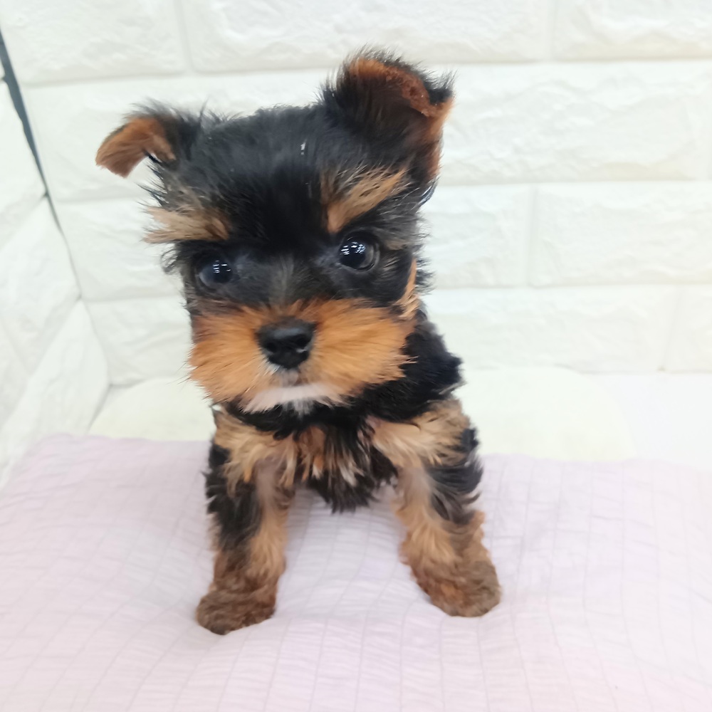 愛知県のヨークシャーテリア (犬の家＆猫の里MEGAドン・キホーテ東海名和店/2026年6月6日生まれ/女の子/スチールブルータン)の子犬の3枚目の画像