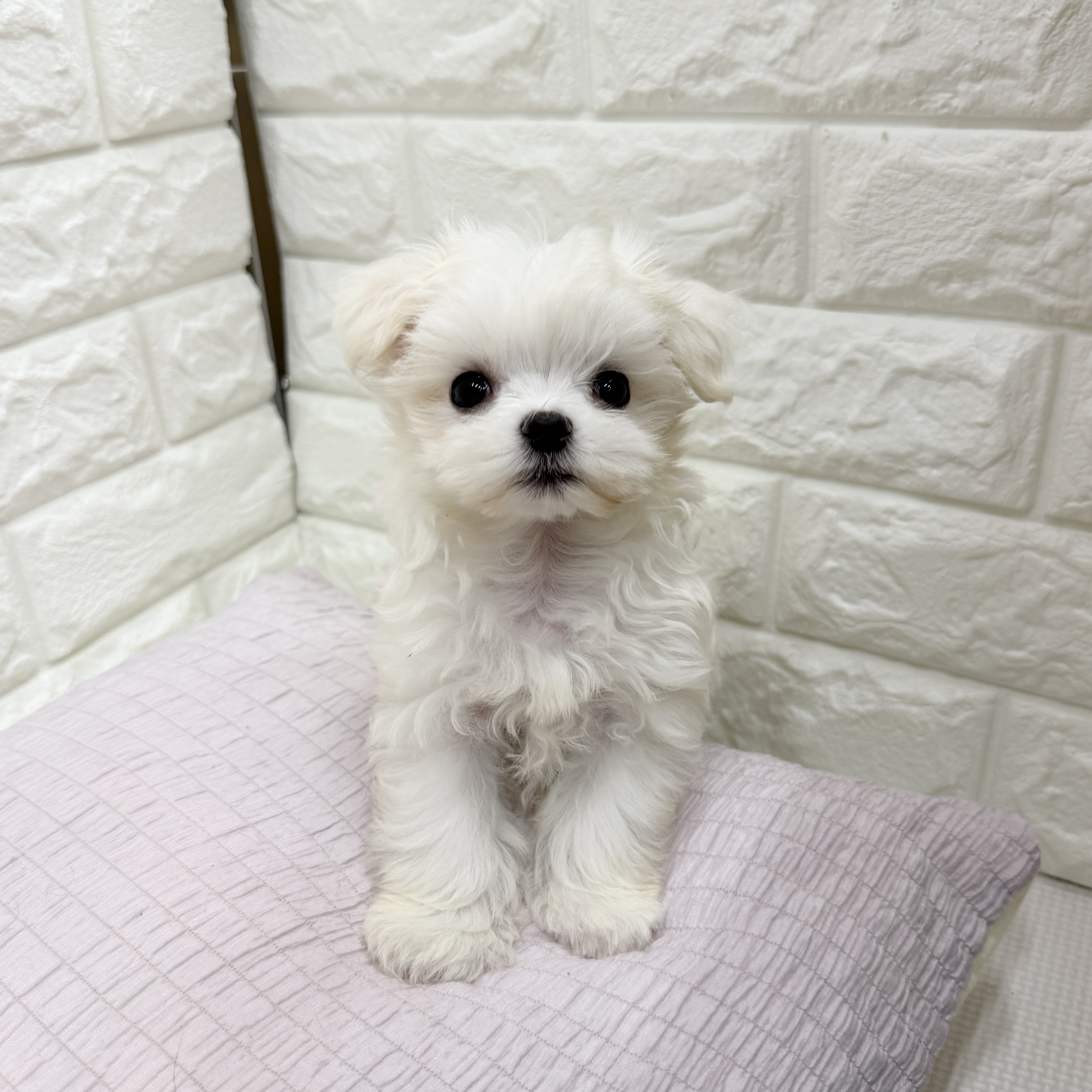 愛知県のマルチーズ (犬の家＆猫の里MEGAドン・キホーテ東海名和店/2026年6月6日生まれ/男の子/ホワイト)の子犬の3枚目の画像