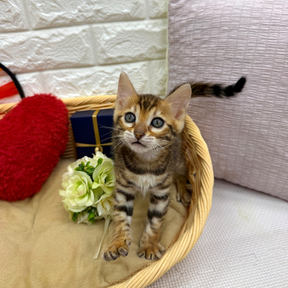 愛知県のベンガル (犬の家＆猫の里MEGAドン・キホーテ東海名和店/2026年6月10日生まれ/男の子/ブラウンスポットタビー)の子猫の3枚目の画像