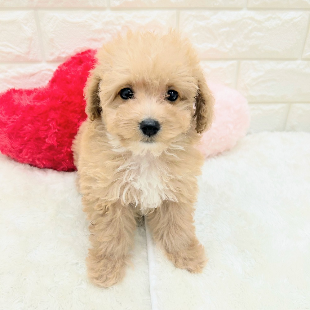 愛知県のマルプー(マルチーズ×プードル) (犬の家＆猫の里アミーゴ神の倉店/2026年7月3日生まれ/女の子/アプリコットホワイト)の子犬の3枚目の画像