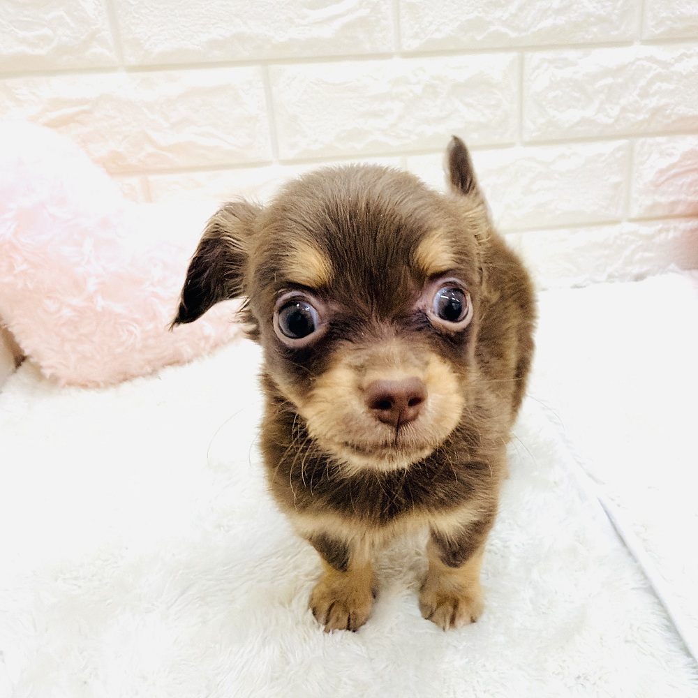 愛知県のチワックス(チワワ×ダックス) (犬の家＆猫の里アミーゴ神の倉店/2026年7月5日生まれ/男の子/チョコレートタン)の子犬の3枚目の画像