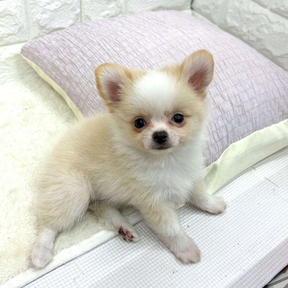 ハーフ犬男の子の写真