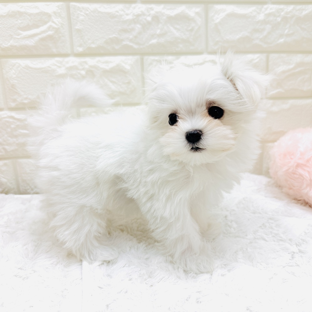 愛知県のマルチーズ (犬の家＆猫の里アミーゴ神の倉店/2026年7月19日生まれ/女の子/ホワイト)の子犬の3枚目の画像