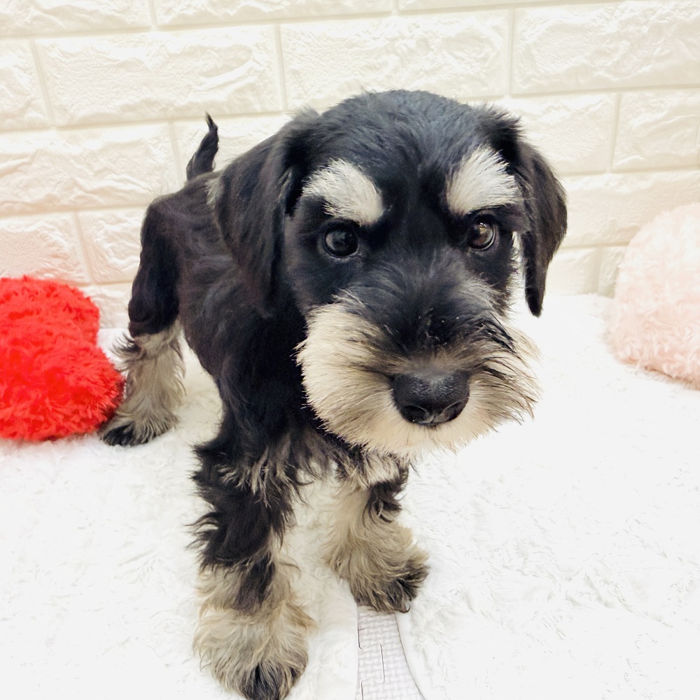愛知県のミニチュアシュナウザー (犬の家＆猫の里アミーゴ神の倉店/2026年7月27日生まれ/男の子/ブラックシルバー)の子犬の3枚目の画像