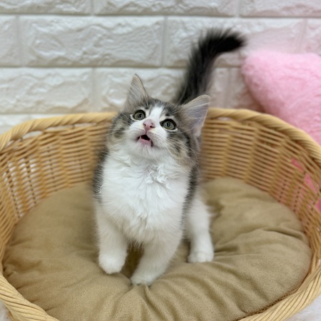 愛知県のノルウェージャンフォレストキャット (犬の家＆猫の里MEGAドン・キホーテ東海名和店/2026年8月8日生まれ/女の子/ブルータビーホワイト)の子猫の3枚目の画像
