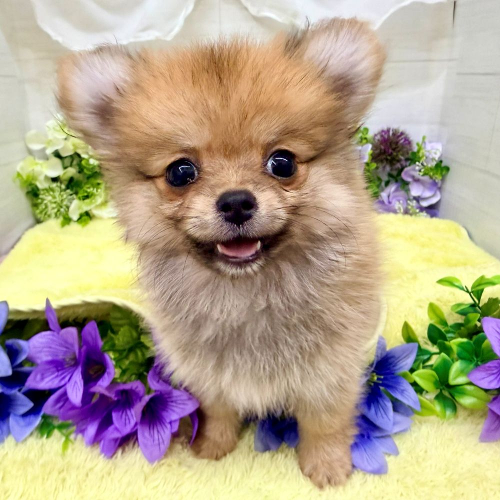 愛知県のポメチワ/チワポメ/ポメチー(ポメラニアン×チワワ) (犬の家＆猫の里碧南店/2026年8月11日生まれ/女の子/オレンジ)の子犬の3枚目の画像