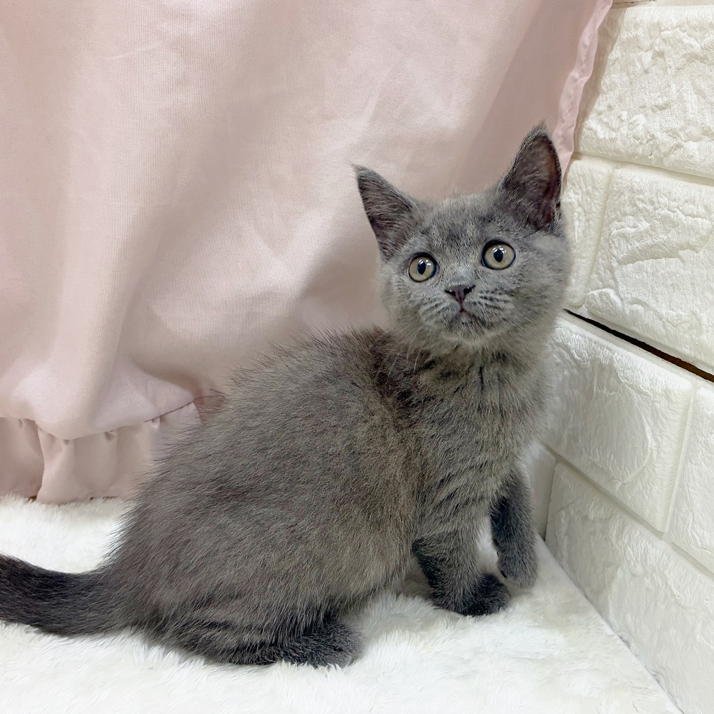 愛知県のブリティッシュショートヘアー (犬の家＆猫の里アミーゴ神の倉店/2025年7月12日生まれ/女の子/ブルー)の子猫の1枚目の画像