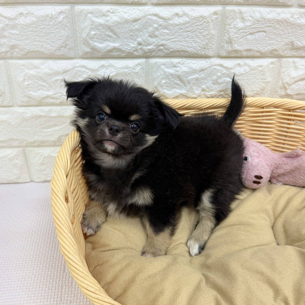 愛知県のチワワ(ロング) (犬の家＆猫の里MEGAドン・キホーテ東海名和店/2026年8月5日生まれ/男の子/ブラックタン)の子犬の3枚目の画像