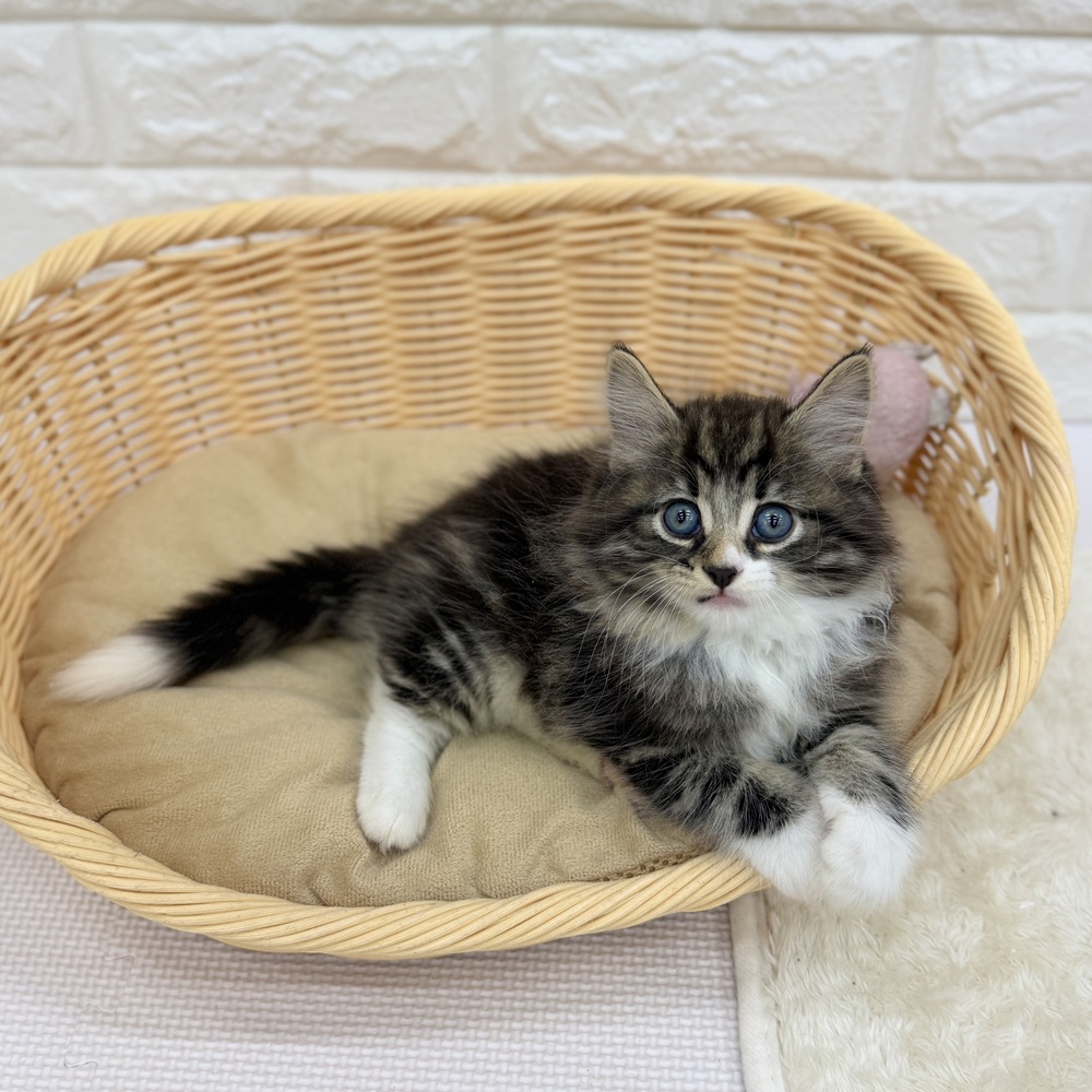 愛知県のノルウェージャンフォレストキャット (犬の家＆猫の里MEGAドン・キホーテ東海名和店/2026年8月5日生まれ/男の子/ブラウンタビーホワイト)の子猫の3枚目の画像
