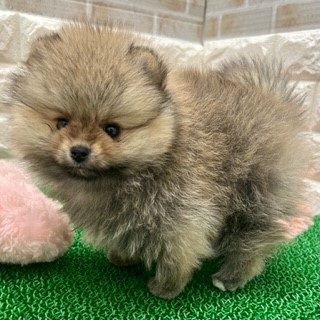 生体画像3