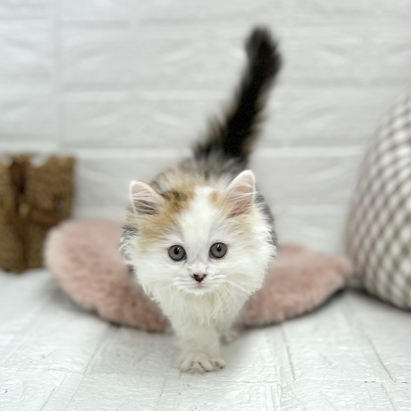 マンチカン女の子の写真