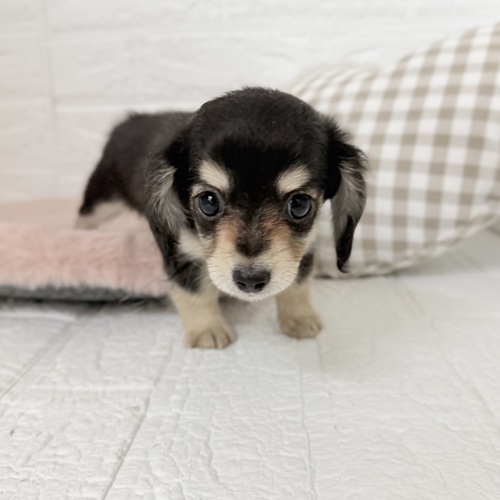 愛知県のチワックス(チワワ×ダックス) (犬の家＆猫の里豊川インター店/2025年9月28日生まれ/女の子/ブラッククリーム)の子犬の3枚目の画像