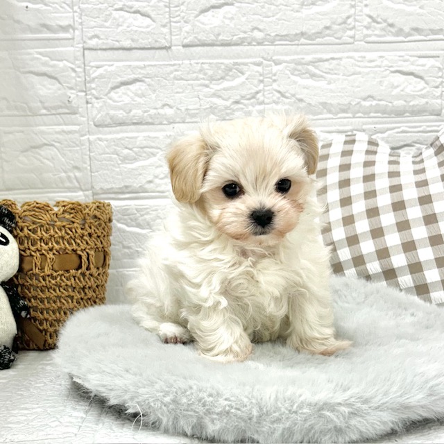 愛知県のマルプー(マルチーズ×プードル) (犬の家＆猫の里豊川インター店/2025年12月6日生まれ/男の子/クリーム)の子犬の3枚目の画像