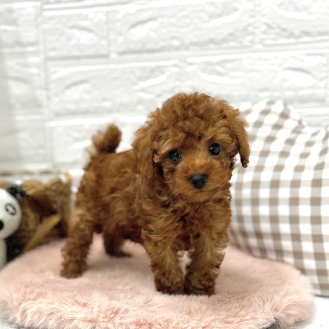 愛知県のトイプードル(トイ) (犬の家＆猫の里豊川インター店/2025年12月8日生まれ/女の子/レッド)の子犬の1枚目の画像