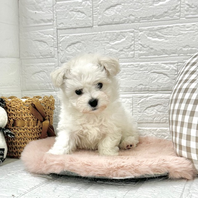 愛知県のビションフリーゼ (犬の家＆猫の里豊川インター店/2025年12月8日生まれ/女の子/ホワイト)の子犬の3枚目の画像