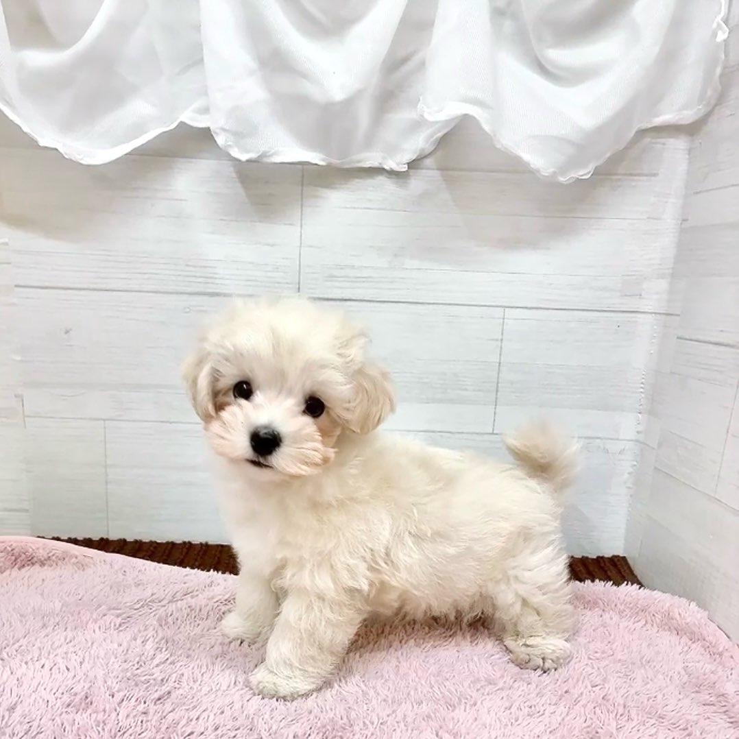 愛知県のマルプー(マルチーズ×プードル) (犬の家＆猫の里碧南店/2026年1月4日生まれ/男の子/クリーム)の子犬の3枚目の画像