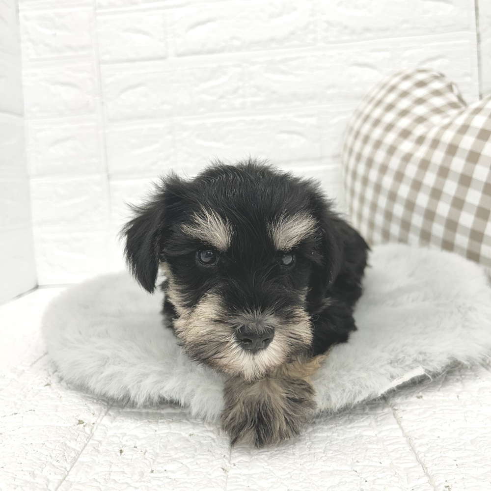 愛知県のミニチュアシュナウザー (犬の家＆猫の里豊川インター店/2026年2月28日生まれ/男の子/ブラックシルバー)の子犬の3枚目の画像