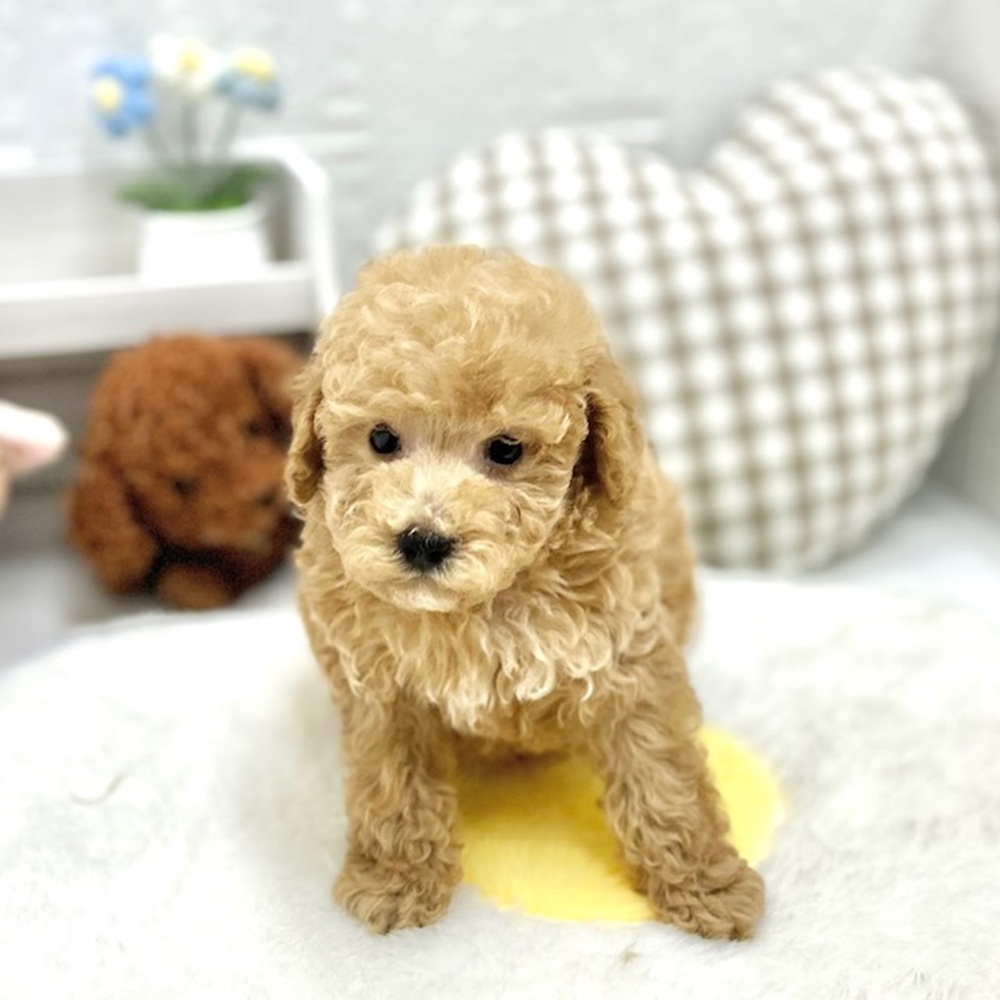 生体画像３