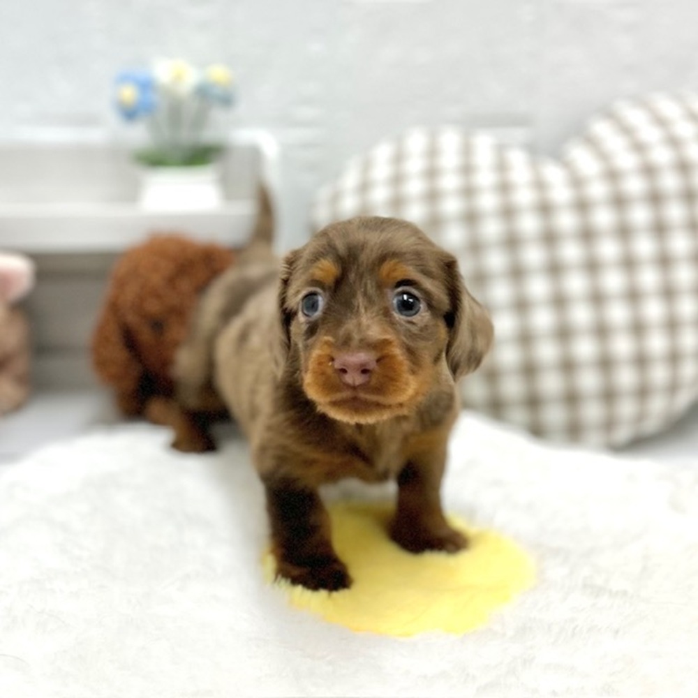 愛知県のミニチュアダックスフンド(ロング) (犬の家＆猫の里豊川インター店/2026年5月18日生まれ/男の子/チョコレートダップル)の子犬の1枚目の画像