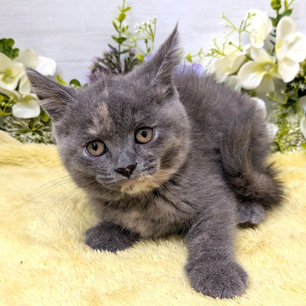愛知県のマンチカン (犬の家＆猫の里碧南店/2026年8月18日生まれ/女の子/ブルーパッチドタビー)の子猫の3枚目の画像