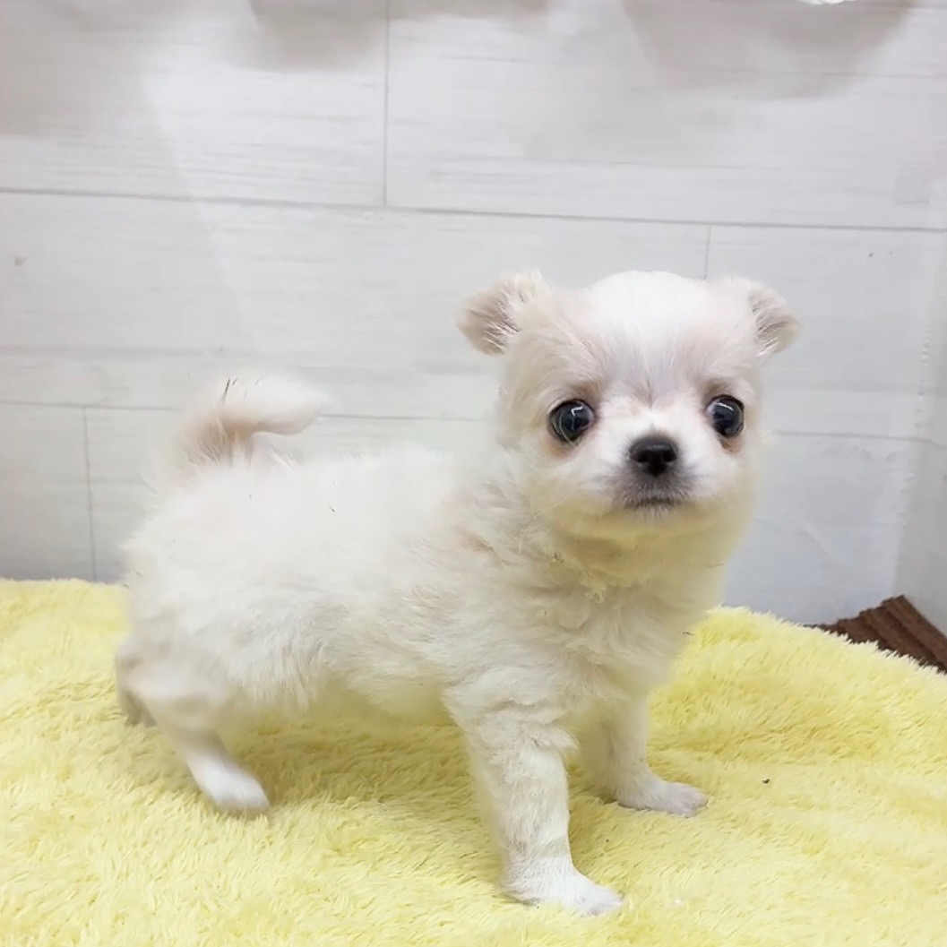 愛知県のチワワ(ロング) (犬の家＆猫の里碧南店/2025年12月30日生まれ/女の子/クリームホワイト)の子犬の3枚目の画像