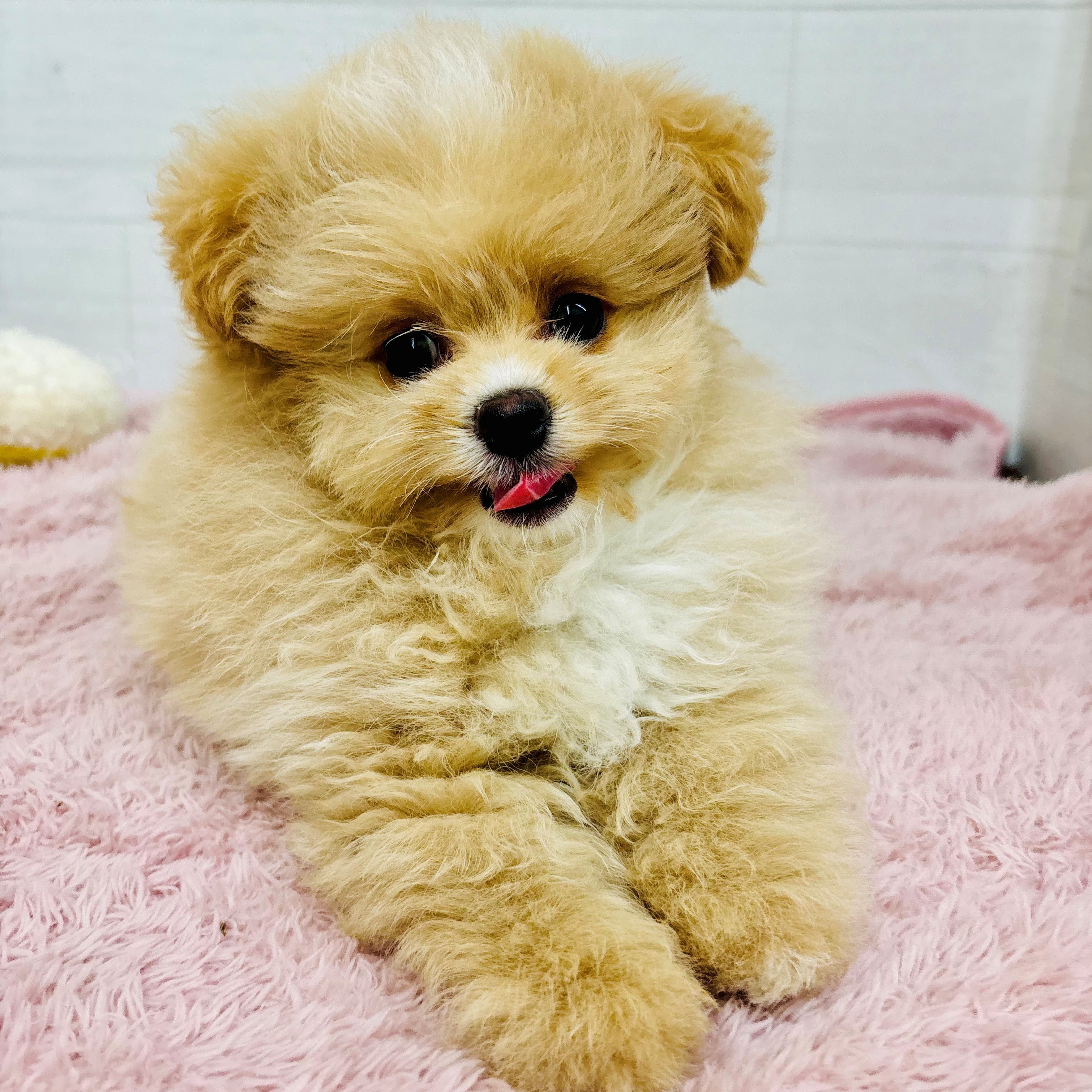 愛知県のポメプー(ポメラニアン×プードル) (犬の家＆猫の里碧南店/2026年4月2日生まれ/男の子/クリームホワイト)の子犬の3枚目の画像