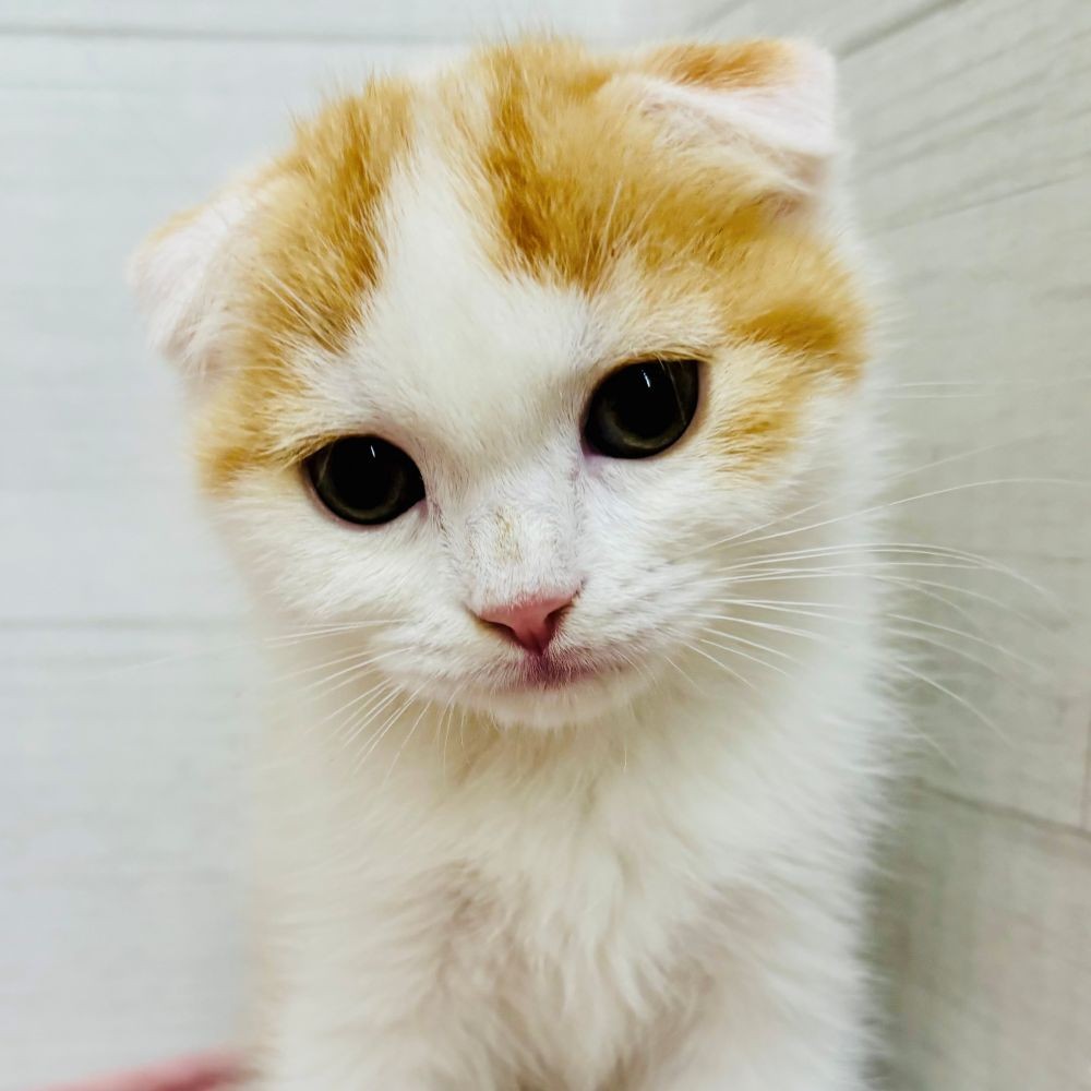 愛知県のスコティッシュフォールド (犬の家＆猫の里碧南店/2026年3月28日生まれ/男の子/レッドタビーホワイト)の子猫の3枚目の画像