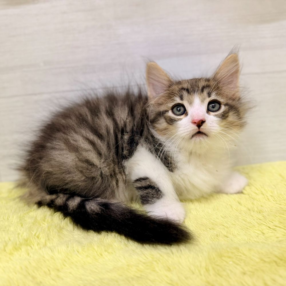 愛知県のノルウェージャンフォレストキャット (犬の家＆猫の里碧南店/2026年6月27日生まれ/男の子/ブラウンタビーホワイト)の子猫の3枚目の画像