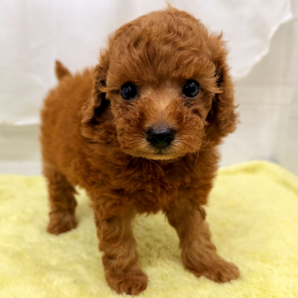 愛知県のトイプードル(トイ) (犬の家＆猫の里碧南店/2026年7月15日生まれ/女の子/レッドフォーン)の子犬の3枚目の画像