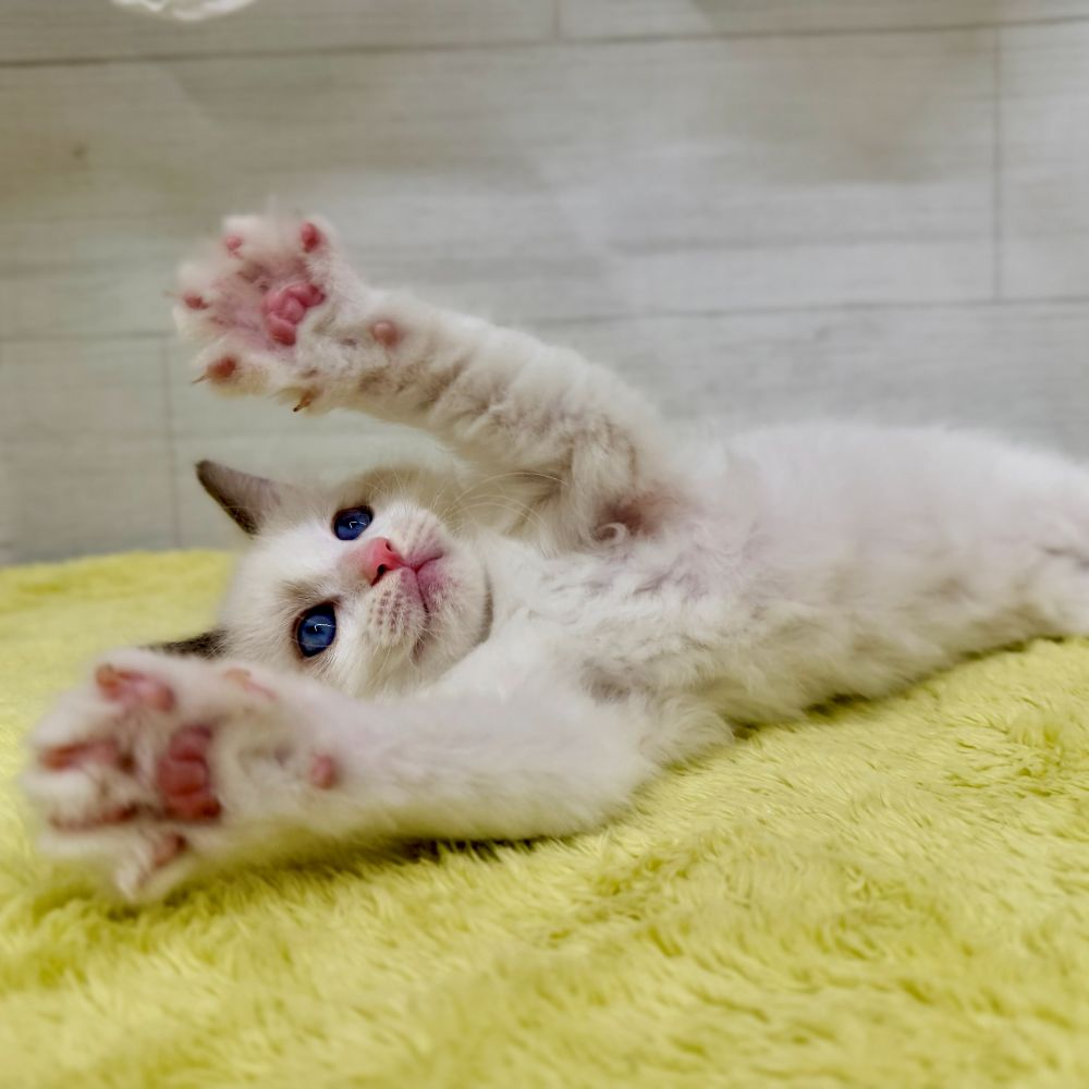 愛知県のラグドール (犬の家＆猫の里碧南店/2026年7月14日生まれ/男の子/シールポイントバイカラー)の子猫の3枚目の画像
