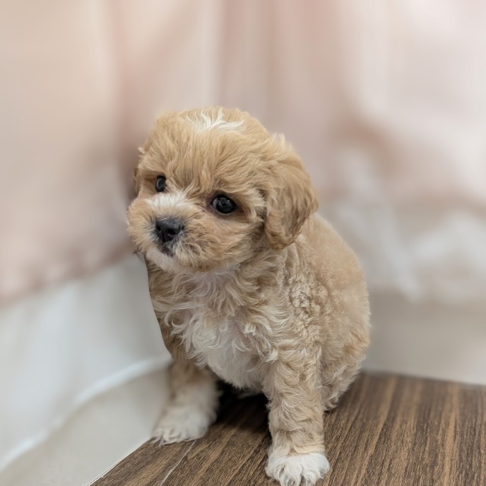 兵庫県のペキプー(ペキニーズ×プードル) (犬の家＆猫の里カナート西神戸店/2025年6月13日生まれ/女の子/アプリコット)の子犬の3枚目の画像