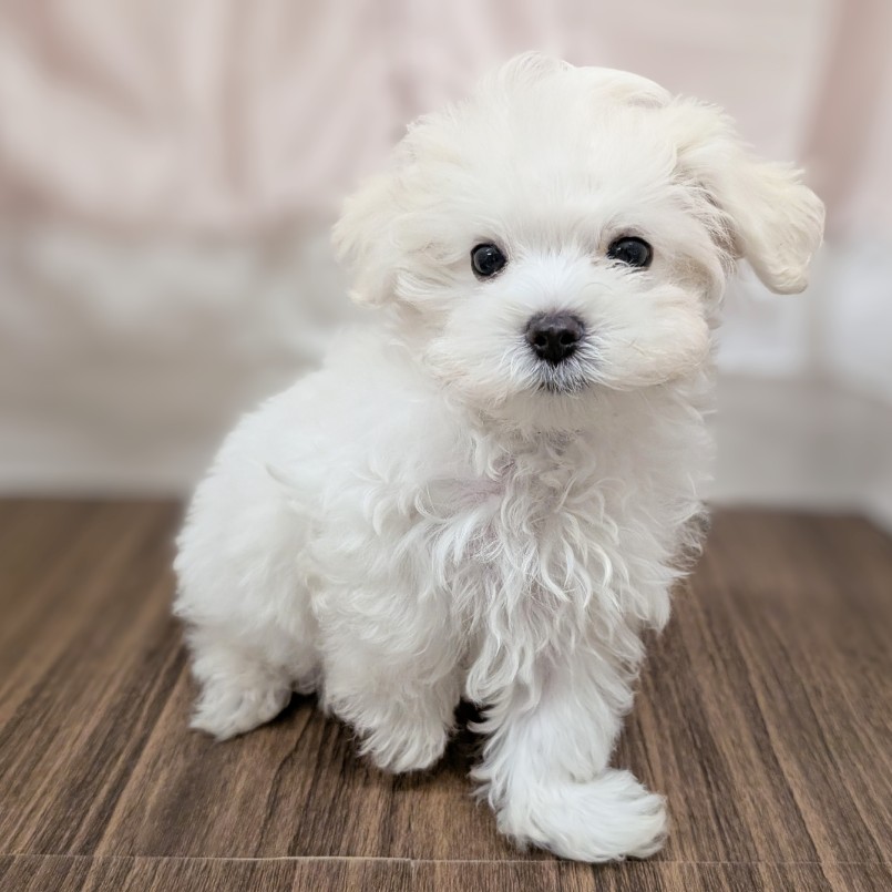 兵庫県のマルチーズ (犬の家＆猫の里カナート西神戸店/2025年6月9日生まれ/男の子/ホワイト)の子犬の3枚目の画像
