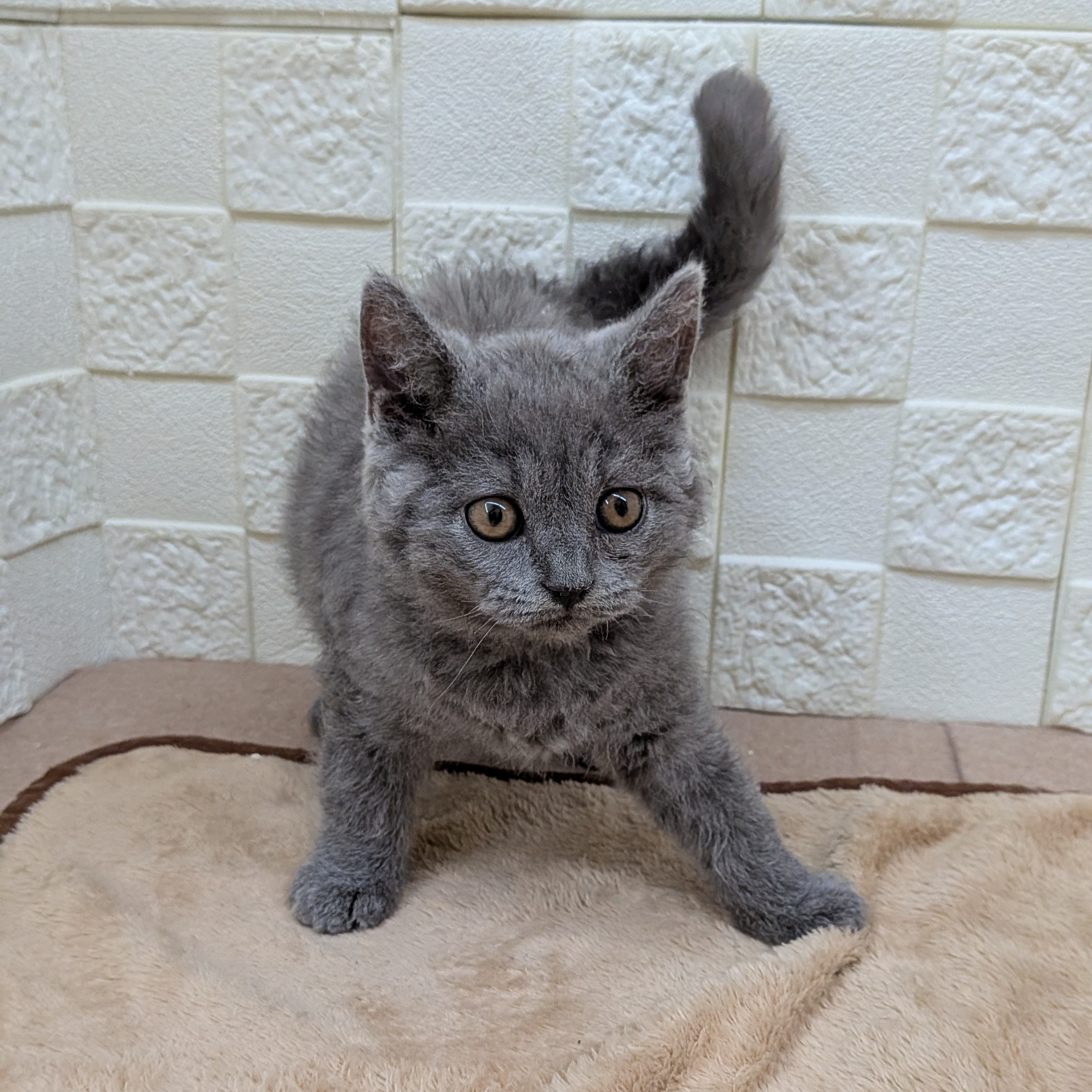 愛知県のセルカークレックス (犬の家＆猫の里碧南店/2025年7月25日生まれ/男の子/ブルー)の子猫の3枚目の画像